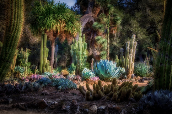 Landscaping in San Diego - Cactus Garden